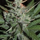KO Crop Auto Cannabisblüte – gewachsen aus Automatic Hanfsamen von Cream of the Crop