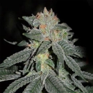 Lemon Venom Cannabisblüte – gewachsen aus Feminisierte Hanfsamen von Cream of the Crop