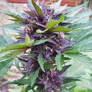 Narco Purps Auto Cannabisblüte – gewachsen aus Automatic Hanfsamen von Cream of the Crop