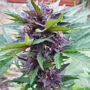 Narco Purps Auto Cannabisblüte – gewachsen aus Automatic Hanfsamen von Cream of the Crop