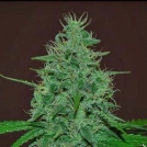 Narcotherapy Auto Cannabisblüte – gewachsen aus Automatic Hanfsamen von Cream of the Crop