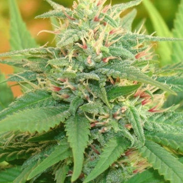 Narcotic Kush Auto Cannabisblüte – gewachsen aus Automatic Hanfsamen von Cream of the Crop