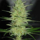 Pretty Lights Cannabisblüte – gewachsen aus Feminisierte Hanfsamen von Cream of the Crop