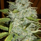 Psychofruit Auto Cannabisblüte – gewachsen aus Automatic Hanfsamen von Cream of the Crop