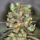 Purple Paralysis Cannabisblüte – gewachsen aus Feminisierte Hanfsamen von Cream of the Crop