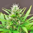 Robocrop Auto Cannabisblüte – gewachsen aus Automatic Hanfsamen von Cream of the Crop