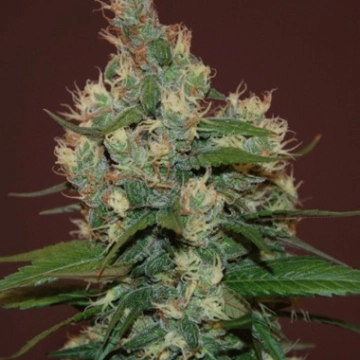 Sour Turbo Diesel Cannabisblüte – gewachsen aus Feminisierte Hanfsamen von Cream of the Crop