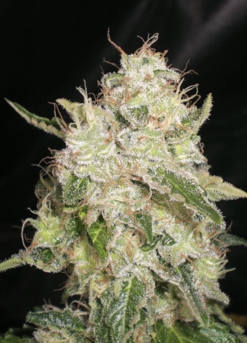 White Chronic Cannabisblüte – gewachsen aus Feminisierte Hanfsamen von Cream of the Crop