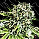 Auto Anonymass Cannabisblüte – gewachsen aus Automatic Hanfsamen von Critical Mass Collective