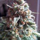 Auto Massassin Cannabisblüte – gewachsen aus Automatic Hanfsamen von Critical Mass Collective