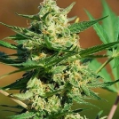 Auto Masszar Cannabisblüte – gewachsen aus Automatic Hanfsamen von Critical Mass Collective