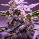 Auto Mendo Mass Cannabisblüte – gewachsen aus Automatic Hanfsamen von Critical Mass Collective