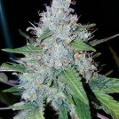 Auto Monster Mass Cannabisblüte – gewachsen aus Automatic Hanfsamen von Critical Mass Collective