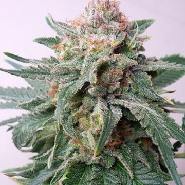 Auto Purple Skunk Mass Cannabisblüte – gewachsen aus Automatic Hanfsamen von Critical Mass Collective