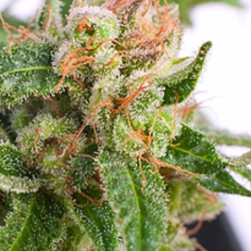 Auto Sour Melon Mass Cannabisblüte – gewachsen aus Automatic Hanfsamen von Critical Mass Collective