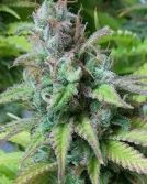 Monster Mass Cannabisblüte – gewachsen aus Feminisierte Hanfsamen von Critical Mass Collective