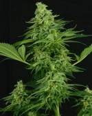 Moonshine Mass Cannabisblüte – gewachsen aus Feminisierte Hanfsamen von Critical Mass Collective