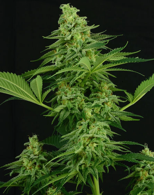 Moonshine Mass – Critical Mass Collective – Feminisiert