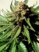 Psychotropic Mass Cannabisblüte – gewachsen aus Feminisierte Hanfsamen von Critical Mass Collective