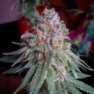 Purple Dawg Mass Cannabisblüte – gewachsen aus Feminisierte Hanfsamen von Critical Mass Collective