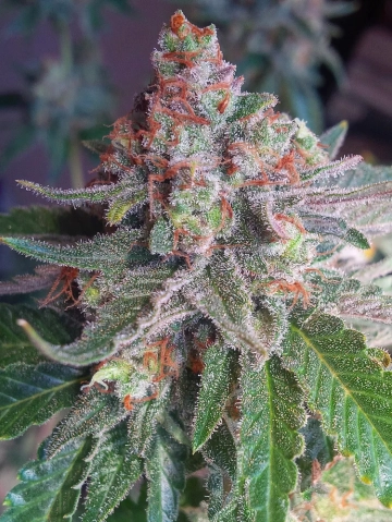 Purple Skunk Mass Cannabisblüte – gewachsen aus Feminisierte Hanfsamen von Critical Mass Collective