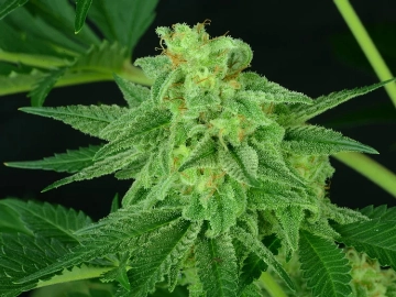 Super Mutant Mass Cannabisblüte – gewachsen aus Feminisierte Hanfsamen von Critical Mass Collective