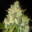 Delicious Seeds Black Cannabisblüte – gewachsen aus Feminisierte Hanfsamen von Delicious Seeds