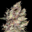 Delicious Candy Cannabisblüte – gewachsen aus Feminisierte Hanfsamen von Delicious Seeds