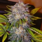 Delicious Caramelo Cannabisblüte – gewachsen aus Feminisierte Hanfsamen von Delicious Seeds