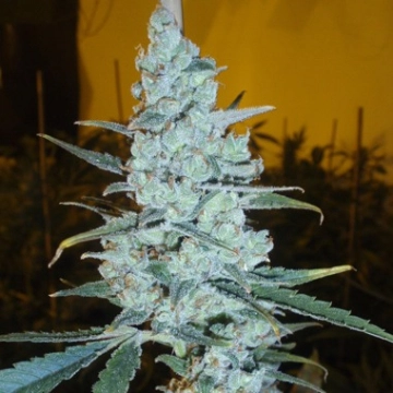 Delicious Critical Jack Herer Cannabisblüte – gewachsen aus Feminisierte Hanfsamen von Delicious Seeds
