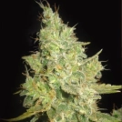 Delicious Critical Kali Mist Cannabisblüte – gewachsen aus Feminisierte Hanfsamen von Delicious Seeds