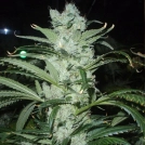 Delicious Critical Neville Haze Cannabisblüte – gewachsen aus Feminisierte Hanfsamen von Delicious Seeds