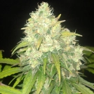Delicious Critical Sensi Star Cannabisblüte – gewachsen aus Feminisierte Hanfsamen von Delicious Seeds