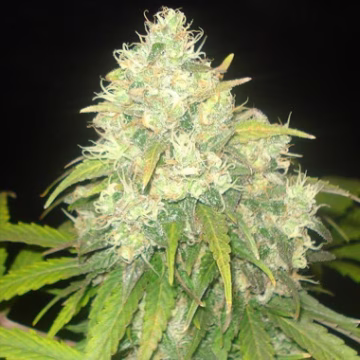 Delicious Critical Sensi Star Cannabisblüte – gewachsen aus Feminisierte Hanfsamen von Delicious Seeds