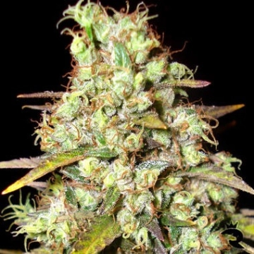 Delicious Critical Super Silver Haze Cannabisblüte – gewachsen aus Feminisierte Hanfsamen von Delicious Seeds