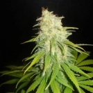 Delicious Critical Yumbolt Cannabisblüte – gewachsen aus Feminisierte Hanfsamen von Delicious Seeds