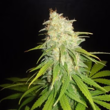 Delicious Critical Yumbolt Cannabisblüte – gewachsen aus Feminisierte Hanfsamen von Delicious Seeds