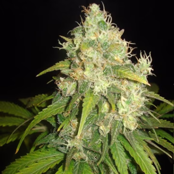Delicious Fruity Chronic Juice Cannabisblüte – gewachsen aus Feminisierte Hanfsamen von Delicious Seeds