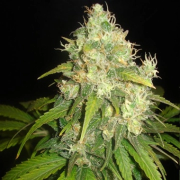Delicious Fruity Chronic Juice Cannabisblüte – gewachsen aus Feminisierte Hanfsamen von Delicious Seeds
