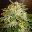 Delicious La Bella Afrodita Auto Cannabisblüte – gewachsen aus Automatic Hanfsamen von Delicious Seeds