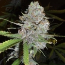 Delicious La Diva Auto Cannabisblüte – gewachsen aus Automatic Hanfsamen von Delicious Seeds