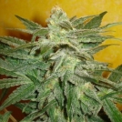 Delicious La Frutta Di Venus Auto Cannabisblüte – gewachsen aus Automatic Hanfsamen von Delicious Seeds