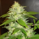 Delicious La Musa Auto Cannabisblüte – gewachsen aus Automatic Hanfsamen von Delicious Seeds