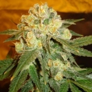 Delicious Marmalate Cannabisblüte – gewachsen aus Feminisierte Hanfsamen von Delicious Seeds