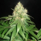 Delicious Northern Light Blue Cannabisblüte – gewachsen aus Feminisierte Hanfsamen von Delicious Seeds