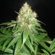 Delicious Northern Light Blue Cannabis Blüte - gewachsen aus Feminisierte Hanfsamen für den Anbau