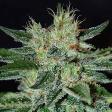 Delicious Sugar Black Rose Cannabisblüte – gewachsen aus Feminisierte Hanfsamen von Delicious Seeds
