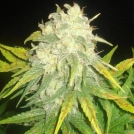 Il Diavolo Auto Cannabisblüte – gewachsen aus Automatic Hanfsamen von Delicious Seeds