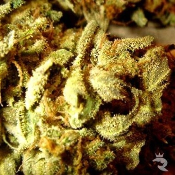 Aiea Cannabisblüte – gewachsen aus Regulaere Hanfsamen von Delta 9 Labs