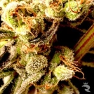 Brainstorm Haze Cannabisblüte – gewachsen aus Regulaere Hanfsamen von Delta 9 Labs